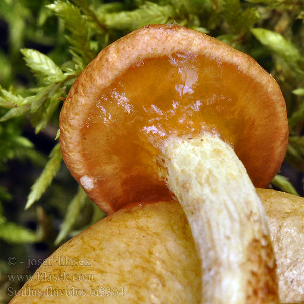 Suillus flavidus bi3364