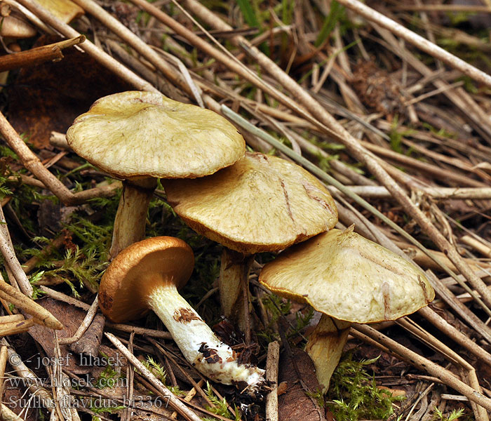 Suillus flavidus bi3367