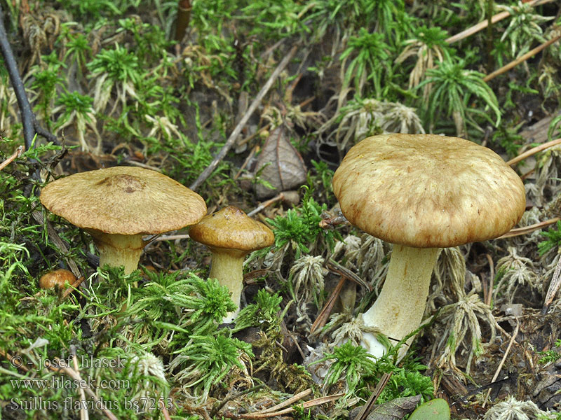 Suillus flavidus Klouzek žlutavý Bolet jaunâtre