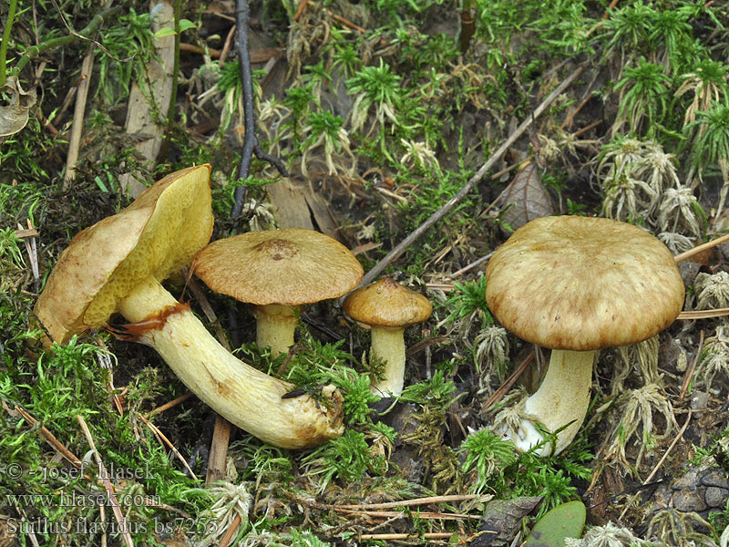 Suillus flavidus Масленок болотный Maślak błotny