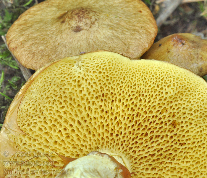 Suillus flavidus Slemsopp Lápi fenyőtinóru Tinórufélék