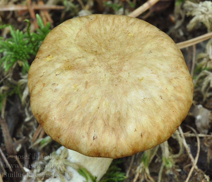 Suillus flavidus Boletopsis umbonatus Klouzek žlutavý