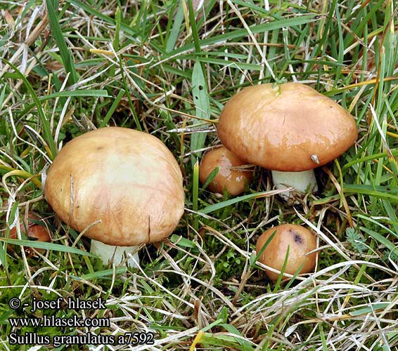 Suillus granulatus a7592