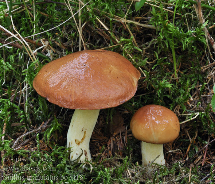 Suillus_granulatus_bo7415