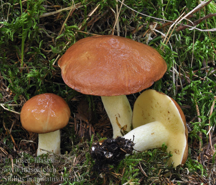 Suillus_granulatus_bo7419