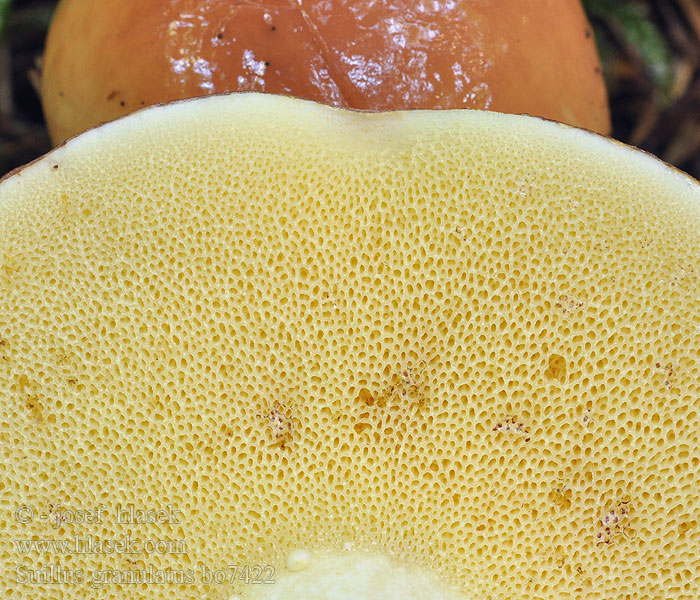 Suillus_granulatus_bo7422