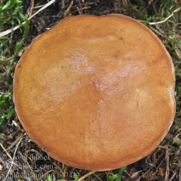 Маслюк зернистий Suillus granulatus Weeping Bolete Kornet rørhat