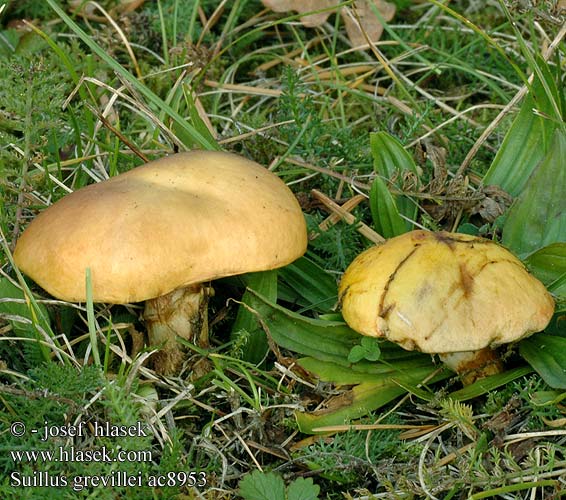 Suillus grevillei Boletus elegans Klouzek sličný modřínový Goldröhrling Maślak żółty Bolet élégant Lehtikuusentatti Lerkisveppur Gele ringboleet Лиственничный маслёнок Larch Bolete Buttery Mushroom Lærke-rørhat ハナイグチ Sárgagyűrűs tinóru gyűrűstinóru fenyőtinóru masliak smrekovcový Macesnova lupljivka Macesnov goban Lärksopp Маслюк модриновий Lerkesopp