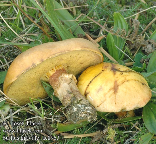 Bolet élégant Lehtikuusentatti Lerkisveppur Gele ringboleet Лиственничный маслёнок Larch Bolete Buttery Mushroom Lærke-rørhat ハナイグチ Sárgagyűrűs tinóru gyűrűstinóru fenyőtinóru masliak smrekovcový Macesnova lupljivka Macesnov goban Lärksopp Маслюк модриновий Lerkesopp Suillus grevillei Boletus elegans Klouzek sličný modřínový Goldröhrling Maślak żółty