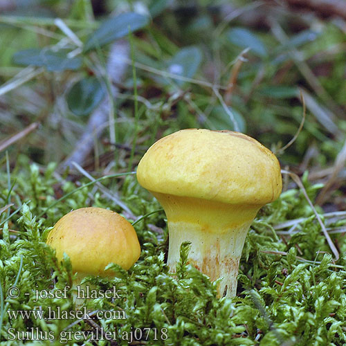 Лиственничный маслёнок Larch Bolete Buttery Mushroom Lærke-rørhat ハナイグチ Sárgagyűrűs tinóru gyűrűstinóru fenyőtinóru masliak smrekovcový Macesnova lupljivka Macesnov goban Lärksopp Маслюк модриновий Lerkesopp Suillus grevillei Boletus elegans Klouzek sličný modřínový Goldröhrling Maślak żółty Bolet élégant Lehtikuusentatti Lerkisveppur Gele ringboleet