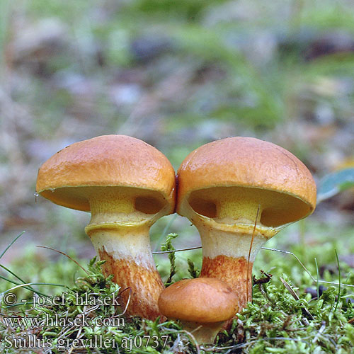 Suillus grevillei aj0737