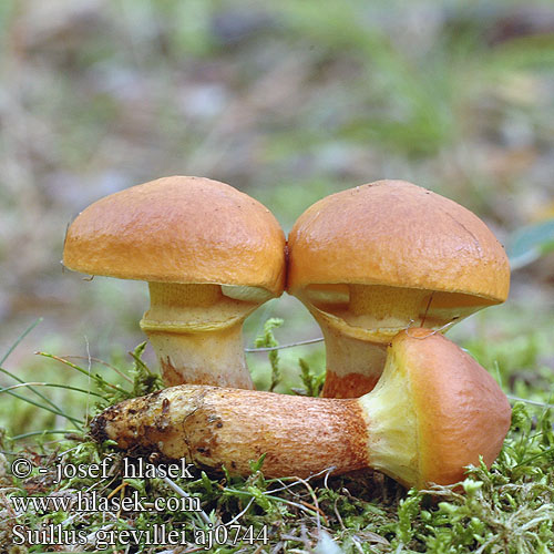 Masliak smrekovcový Macesnova lupljivka Macesnov goban Lärksopp Маслюк модриновий Lerkesopp Suillus grevillei Boletus elegans Klouzek sličný modřínový Goldröhrling Maślak żółty Bolet élégant Lehtikuusentatti Lerkisveppur Gele ringboleet Лиственничный маслёнок Larch Bolete Buttery Mushroom Lærke-rørhat ハナイグチ Sárgagyűrűs tinóru gyűrűstinóru fenyőtinóru