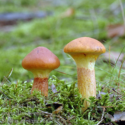 Lärksopp Маслюк модриновий Lerkesopp Suillus grevillei Boletus elegans Klouzek sličný modřínový Goldröhrling Maślak żółty Bolet élégant Lehtikuusentatti Lerkisveppur Gele ringboleet Лиственничный маслёнок Larch Bolete Buttery Mushroom Lærke-rørhat ハナイグチ Sárgagyűrűs tinóru gyűrűstinóru fenyőtinóru Masliak smrekovcový Macesnova lupljivka Macesnov goban