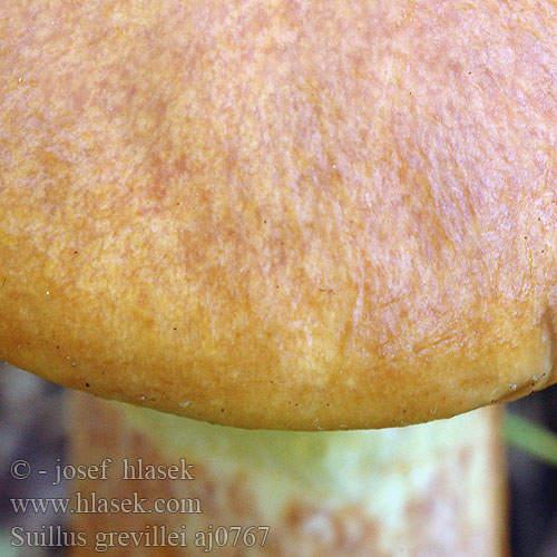 Suillus grevillei aj0767