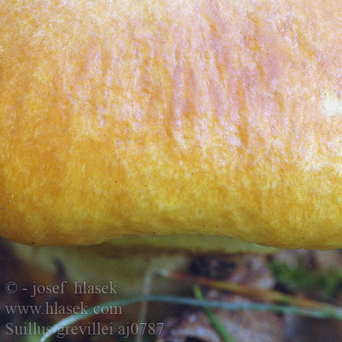 Suillus grevillei aj0787