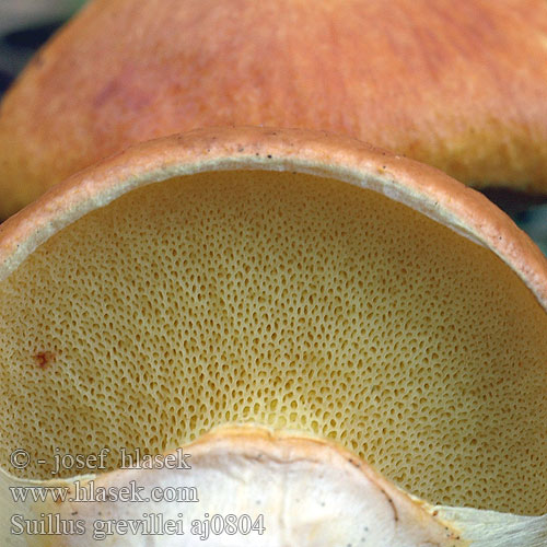 Larch Bolete Buttery Mushroom Lærke-rørhat ハナイグチ Sárgagyűrűs tinóru gyűrűstinóru fenyőtinóru Masliak smrekovcový Macesnova lupljivka Macesnov goban Lärksopp Маслюк модриновий Lerkesopp Suillus grevillei Boletus elegans Klouzek sličný modřínový Goldröhrling Maślak żółty Bolet élégant Lehtikuusentatti Lerkisveppur Gele ringboleet Лиственничный маслёнок