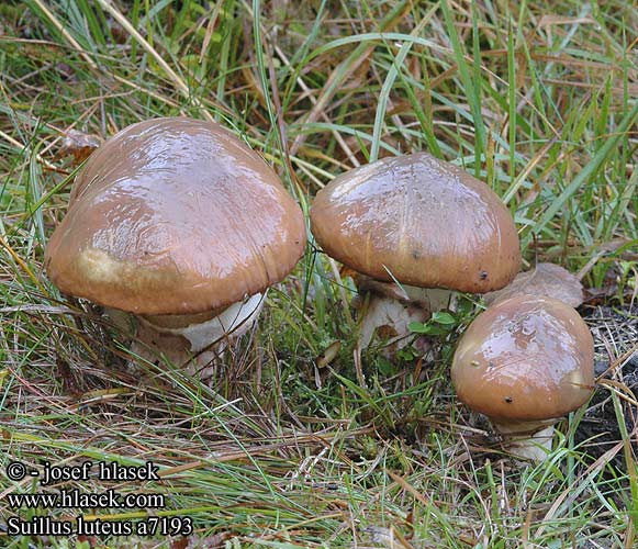 Suillus luteus Slippery Jack Brungul rørhat Voitatti Cèpe jaune nonnette voilée Bruine ringboleet Barna gyűrűstinorú Butterpilz Maślak zwyczajny Masliak obyčajný Klouzek obecný Boleto anillado Smörsopp Boletus Ixocomus Hedvigs soppakvareller 褐环粘盖牛肝菌 ヌメリイグチ Масленок обыкновенный настоящий Maslena lupljivka Kaypak Mantar Маслюк звичайний