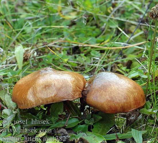 Cèpe jaune nonnette voilée Bruine ringboleet Barna gyűrűstinorú Butterpilz Maślak zwyczajny Masliak obyčajný Klouzek obecný Boleto anillado Smörsopp Boletus Ixocomus Hedvigs soppakvareller 褐环粘盖牛肝菌 ヌメリイグチ Масленок обыкновенный настоящий Maslena lupljivka Kaypak Mantar Маслюк звичайний Suillus luteus Slippery Jack Brungul rørhat Voitatti