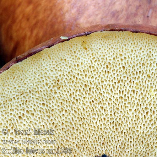 Suillus luteus am1386