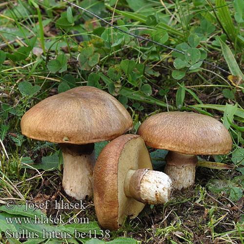 Suillus luteus be4138