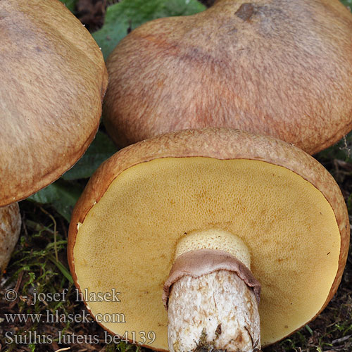 Suillus luteus be4139