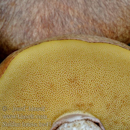 Suillus luteus be4142