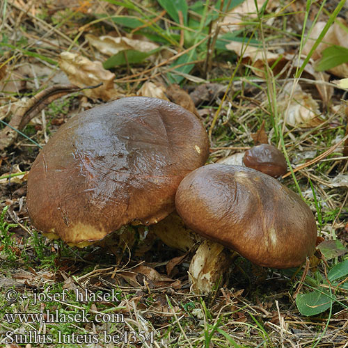 Slippery Jack Brungul rørhat Voitatti sCèpe jaune nonnette voilée Bruine ringboleet Barna gyűrűstinorú Butterpilz Maślak zwyczajny Masliak obyčajný Klouzek obecný Boleto anillado Smörsopp Hedvigs soppakvareller 褐环粘盖牛肝菌 ヌメリイグチ Масленок обыкновенный настоящий Maslena lupljivka Kaypak Mantar Маслюк звичайний Suillus luteus Boletus Ixocomus