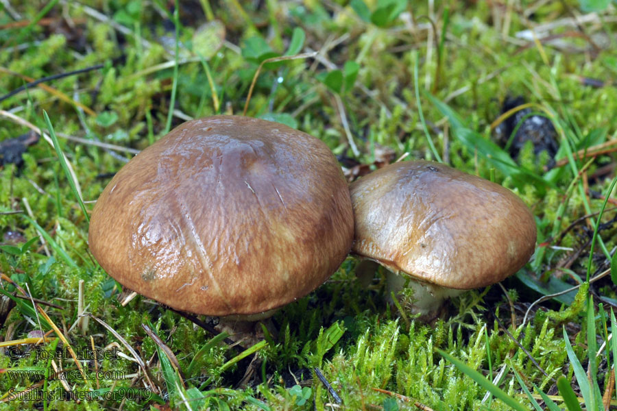 Masliak obyčajný Klouzek obecný Boleto anillado Smörsopp Suillus luteus