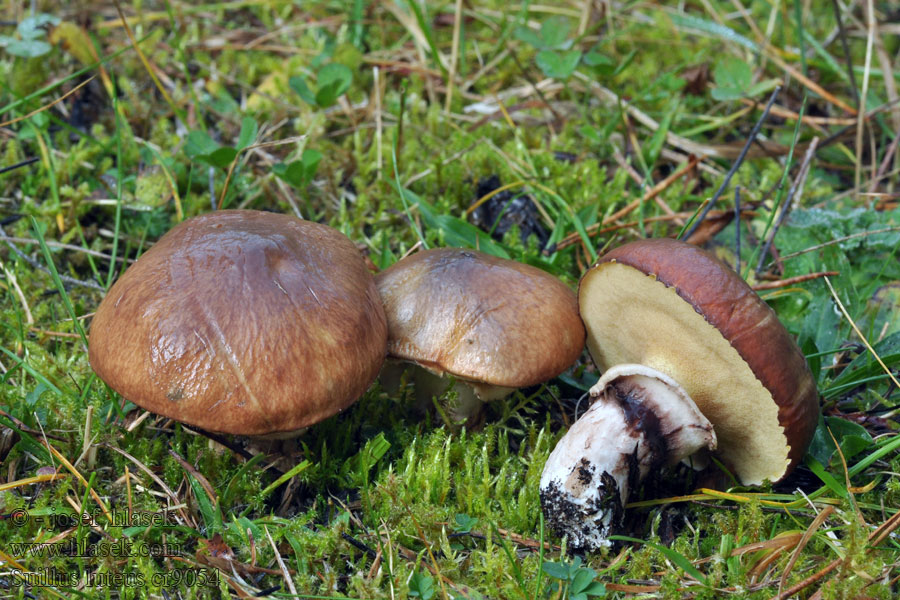 Slippery Jack Brungul rørhat Voitatti Cèpe jaune nonnette voilée Suillus luteus