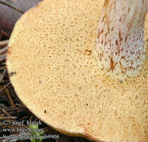 Suillus placidus bellini Klouzek bílý Bolet tranquille agréable ivoire