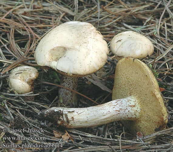 Masliak biely Pallid Suillus Maślak wejmutkowy Elfenbeinröhrling