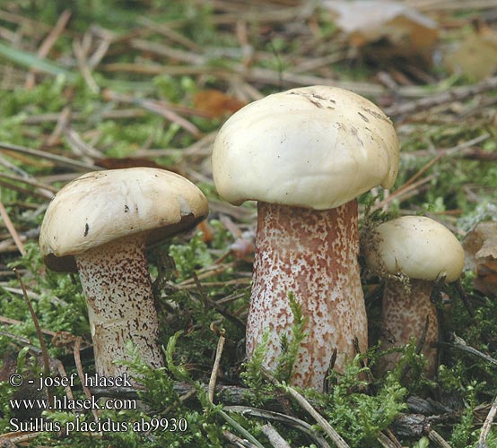 Suillus placidus ab9930