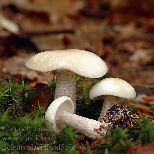 Elfenbenssopp Suillus placidus bellini Klouzek bílý