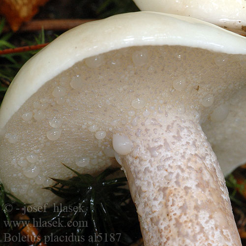 Masliak biely Pallid Suillus Maślak wejmutkowy