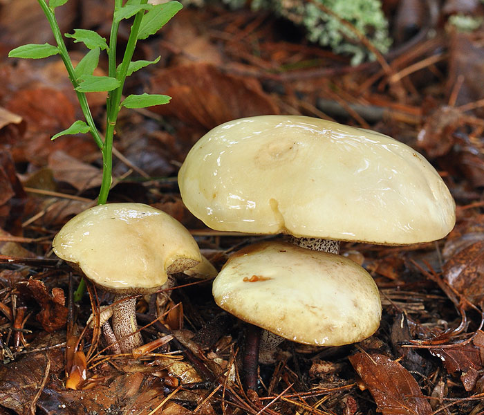 Suillus placidus bellini Klouzek bílý