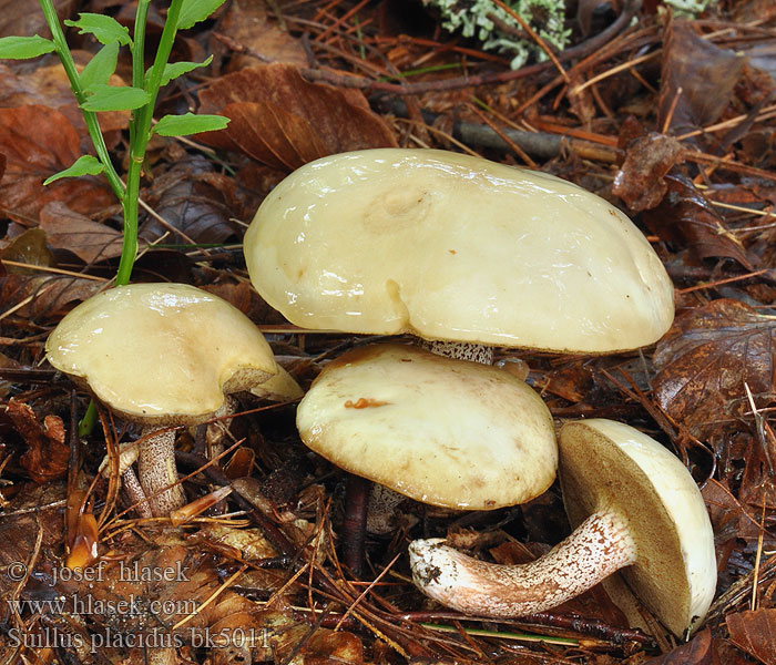 Suillus placidus Bolet tranquille agréable ivoire