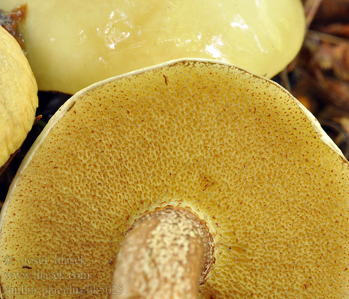 Suillus_placidus_bk5025