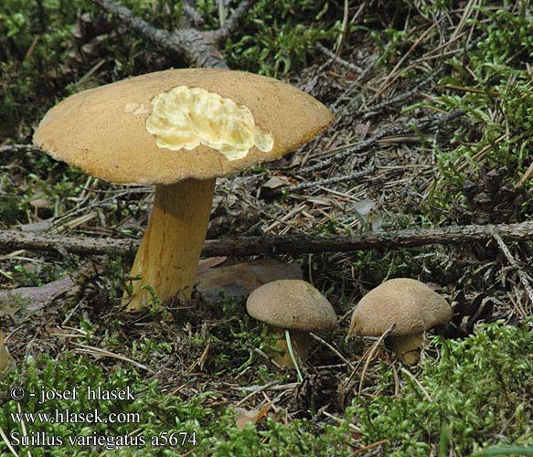 Suillus variegatus Velvet Bolete Broget rørhat Kangastatti