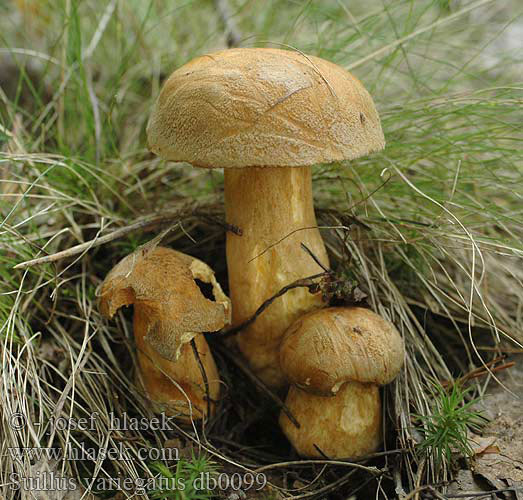 Suillus_variegatus_db0099