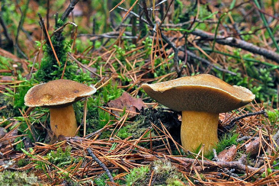 Hřib klouzek strakoš Husí pupek Suillus variegatus