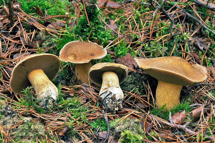 Sandröhrling Maślak pstry Masliak strakatý Suillus variegatus