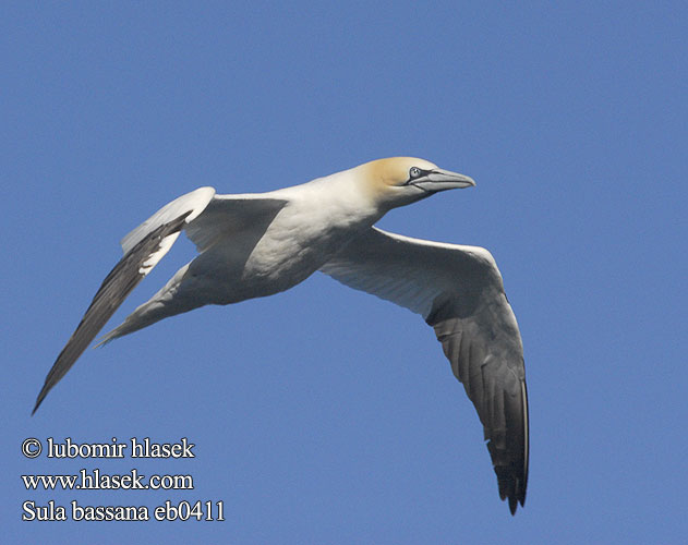 Sula bassana Morus bassanus Gannet Baßtölpel