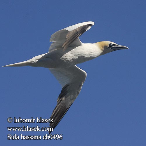 Sula bassana Havsule Havssula Северная олуша