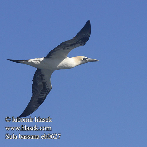 Sula bassana Sula biela Głuptak Morus bassanus Gannet