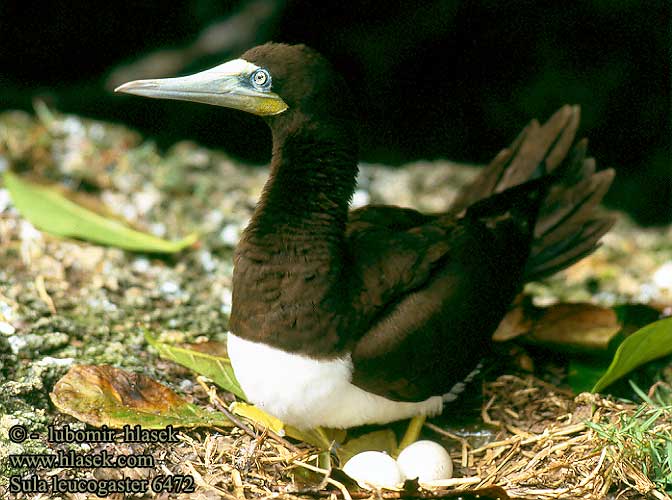 Sula leucogaster Morus Booby Weißbauchtölpel Fou brun Piquero Pardo Terej žlutonohý 褐鰹鳥 Бурая олуша カツオドリ 갈색얼가니새 Alcatraz Bruinmalgas סולה לבנת-בטן