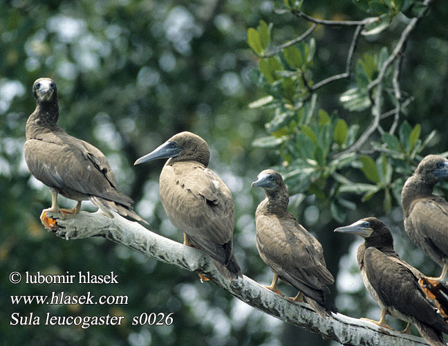 Terej žlutonohý 褐鰹鳥 Бурая олуша カツオドリ 갈색얼가니새 Alcatraz Bruinmalgas סולה לבנת-בטן Sula leucogaster Morus Booby Weißbauchtölpel Fou brun Piquero Pardo