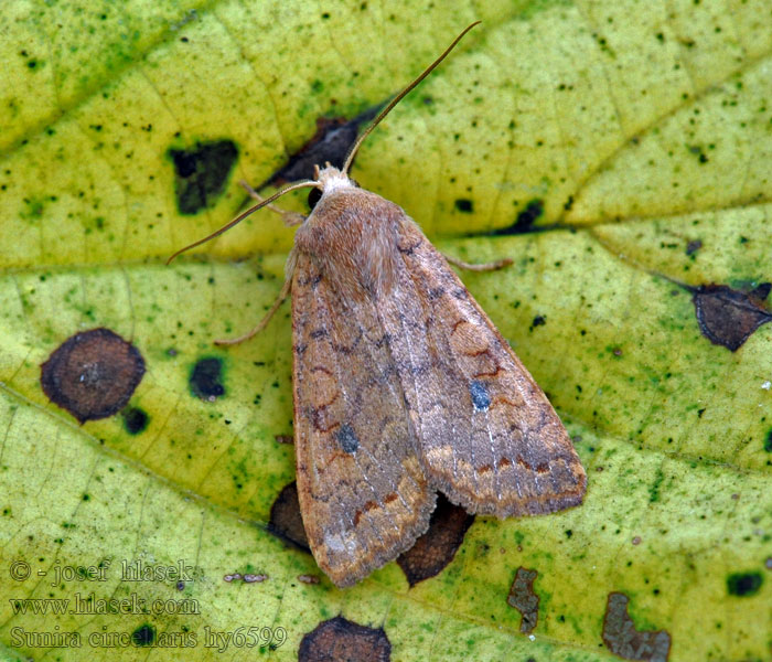 Agrochola circellaris Sunira Cirkel-jordfarveugle