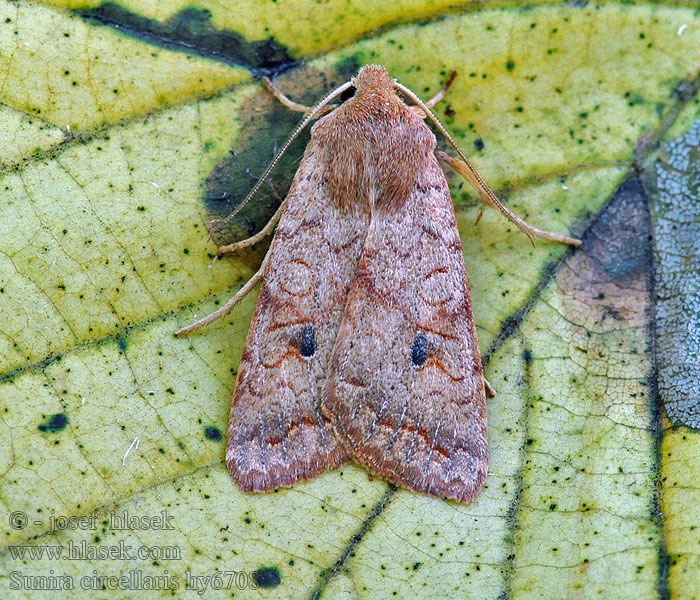 Ulmen-Herbsteule Sunira circellaris