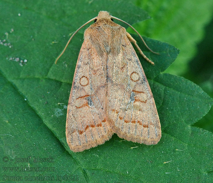 Xanthie ferruginée Sunira circellaris