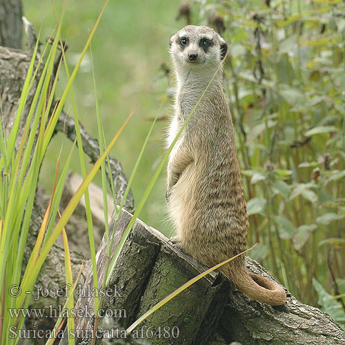 Suricata suricatta Meerkat Graatjiemeerkat Surikata